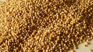 Image result for Sorghum