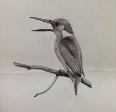 Download gambar burung murai batu berbagai pertumbuhan teknologi yang lebih maju dan hebat medsos detail gambar. Lukisan Burung Hitam Putih Cikimm Com