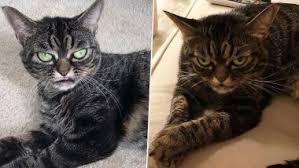Maybe you would like to learn more about one of these? Grumpy Cat Memes Latest News Information Updated On June 05 2020 Articles Updates On Grumpy Cat Memes Photos Videos Latestly