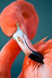 Flamingo 500px Wildlife Wildlifephotography Photography Flamingo Pictures Flamingo Most Beautiful Birds
