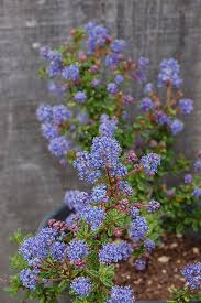 Image result for Ficalhoa laurifolia