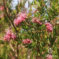 Image result for Grevillea