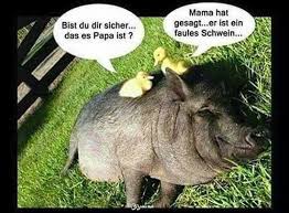 Lustige tierwitze katzen lustige sprüche lustige bilder süße baby tiere baby katzen sprüche tiere süße katzen bilder witzige tiere lustiges tier super flauschig weitere lustige bilder gibt es auf webfail. Lustige Hunde Katzen Und Andere Tiere Home Facebook