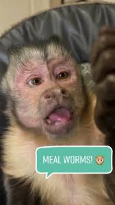 Monkey Eating Cream Worm