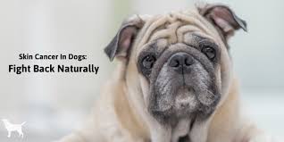Long nosed breeds, older dogs and males are comparatively more susceptible to any type of nose cancer. Dog Skin Cancer Natural Options That Work Dogs Naturally