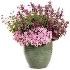 Image result for Hippocratea goetzei