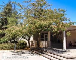 Mimosa trees were introduced to the u.s. Mimosa Silk Tree Albizia Plant Resources Home Ttu