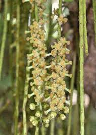 Image result for Achariaceae