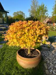 Image result for Acer palmatum `Orange Dream`