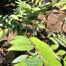 Selain akarnya, kulit pokok ini boleh direbus sebagai teh herba dipercayai bagi mengatasi masalah cacing dalam perut, sakit tulang, berasa sukar. Pokok Herba Tongkat Ali Long Jack Eurycoma Longifolia Minuman Rawatan Tradisional Super Rare Susah Dapat