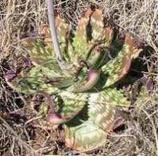 Image result for Aloe cameronii × greatheadii