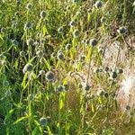 Image result for Leucas deflexa