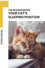 I believe a cat's tail movements and placement are simply involuntary responses, rather like our blinking, or how we jump if startled. Cat Sleeping Position Meanings What Does Belly Up Or Curled Up Mean In 2020 Cat Sleeping Positions Cat Sleeping Funny Cat Gifts