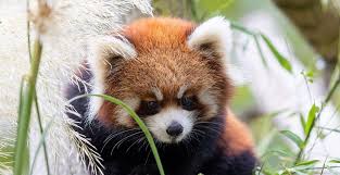 A fully grown red panda is only slightly larger than a domestic cat but they have long, bushy tails that can add up to 18 inches to you may also enjoy amazing animal learning resources and activities for kids. Woodland Park Zoo Is Offering Online Activities For Kids Each Week Listed