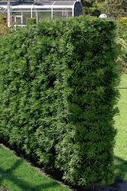 Viburnum odoratissimum is native to asia from the himalayas to japan. Podocarpus Macrophyllus Japanese Yew Qty 20 Live Plants Evergreen Privacy Hedge Shrubs