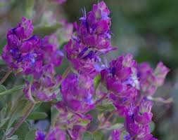 California rare plant communities initiative. Mountain Desert Sage Almost No Water Needed And Hummingbirds Like It Plants California Native Plants Native Plant Gardening