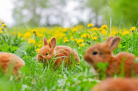 Microbes may be in danger. 13 Flowering Plants Rabbits Will Leave Alone Gardener S Path