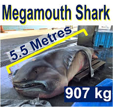 Check spelling or type a new query. Megamouth Shark With Massive Mouth And Rubbery Lips Caught Near Japan Market Business News