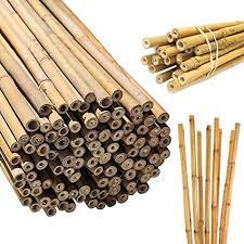 Smaller canes range in price from $2 to $10 each, with a diameter of.75 to 2, cut to about 14 feet in length. 2ft 3ft 4ft 5ft 6ft Bamboo Garden Canes Strong Thick Quality Support Green Canes Natural 2ft X 100 Amazon Co Uk Garden Outdoors