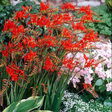 Deer resistant plants, flower plant bulbs, hummingbird plant, crocosmia bulbs. Crocosmia Lucifer White Flower Farm