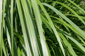 Citronella grass seeds can be hard to come by locally, so you might need to shop around online How To Grow And Care For Lemongrass