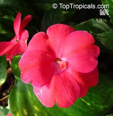 Image result for Impatiens irvingii