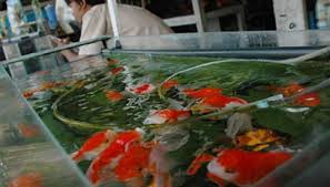 Memang ikan hias itu menjadi serta tidak hanya menjual ikan saja, namun seluruh perlengkapan dan peralatan. 10 Bisnis Ikan Hias Ini Untung Jutaan