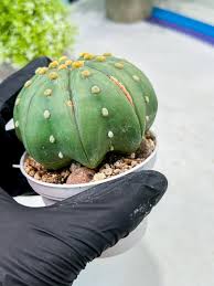 Image result for Thesium asterias