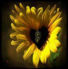 Download Love Sunflower Painting By Adam Vance