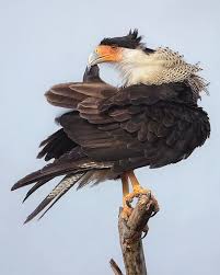 Birds Of Prey Texas Hill Country Crested Caracara Aves De Rapina Animais Silvestres Passaros