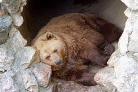 Image Result For Images Of Hibernating Animals Which Animals Hibernate Animals That Hibernate Animals