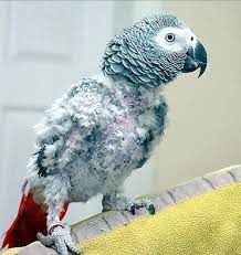 عالم الببغاء السلام عليكم ورحمة الله وبركاته facebook