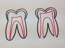 歯医者さん事典vol.43〜生えたばかりの永久歯は虫歯になりやすい？〜 | 札幌マタニティー歯科! 札幌で女性のための歯医者
