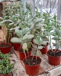 Image result for Kalanchoe fedtschenkoi