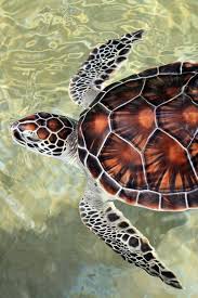 Under The Sea Photography Baby Sea Turtles Sea Turtle Pictures Turtle