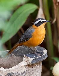 White Browed Robin Chat Beautiful Birds Bird Pictures Feather Painting