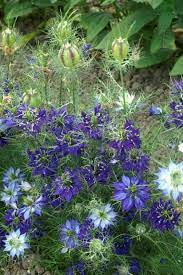 Nigella Damascena Oxford Blue Love In A Mist Plantae Jardim Circulares