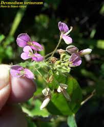 Image result for Desmodium tortuosum