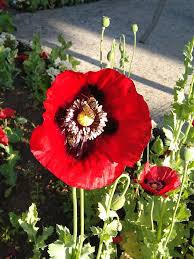 Die blätter von pfingstrosenmohn, schlafmohn und seine kultivare, wie ‚danish flag' unterscheiden sich nur in nuancen. Imkerei Winkler Der Mohn Bluht Mohnblumen Sind Sehr Facebook