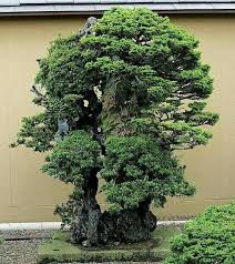 Pin Von Formosa Auf Bonsai Bonsai Baum Bonsai Baum