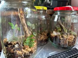 Image result for Nesaea sarcophylla