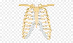 Stretching and joint mobilization of the thoracic spine. Rib Cage Image ØµÙˆØ±Ø© Ø¹Ø¸Ø§Ù… Ø§Ù„Ù‚ÙØµ Ø§Ù„ØµØ¯Ø±ÙŠ Free Transparent Png Clipart Images Download