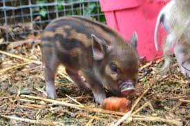 Maybe you would like to learn more about one of these? Micro Miniature Pigs For Sale Uk The Pig Father
