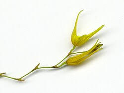 Image result for Microcharis spathulata