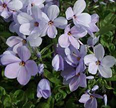 Phlox Stolonifera Blue Ridge Blauer Wander Phlox Winterharte Stauden Pflanzen Stauden