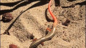 Check spelling or type a new query. Lizards Amazing Tails The Red Tailed Vanzosaur Hd Youtube