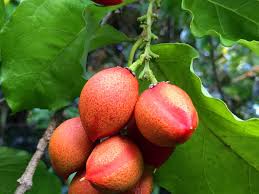 Winter is a good time to assess your landscape and see what spaces you would like to fill with fruit. Tropical Taste Of Hawaii The Peculiar Peanut Butter Fruit Dengarden