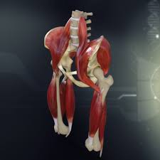 Bergman, phd and adel k. Human Pelvis Muscle Bone Anatomy 3d Model Cgstudio