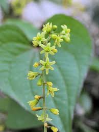 Image result for Dioscorea cotinifolia