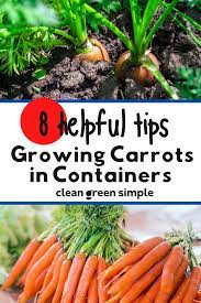 Growing Carrots In Containers 8 Tips For A Generous Harvest Clean Green Simple In 2021 Growing Carrots Carrots Carrot Varieties